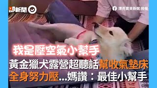 黃金獵犬露營超聽話幫收氣墊床 全身努力壓 狗媽讚：最佳小幫手｜寵物