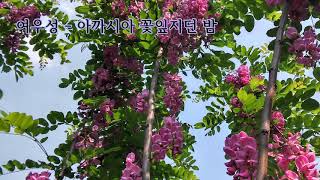 여우성 - 아까시아 꽃잎지던 밤