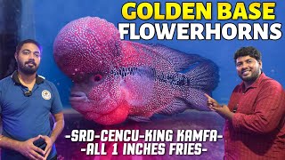 Best Flowerhorn Fish Farm in Chennai | High Quality Flowerhorn Varieties Available | BGP AquaKingdom