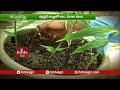 రేకులపైన సేంద్రియ పద్ధతిలో సాగు young farmer roof gardening secunderabad hmtv agri