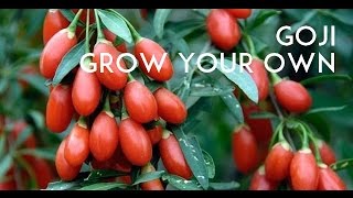 Goji Berry Tasting! Lycium Barbarum VS Lycium Chinense