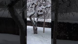 雪国あるある① 庭木に積もった雪を一瞬で落とす快感　#雪 #雪国