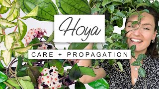 Tips and Tricks For Hoyas 🌱 Wax Plant Care + PROPAGATION