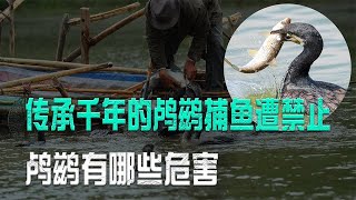 傳承千年的鸕鶿捕魚遭禁止，只因捕魚能力太強，鸕鶿有哪些危害？