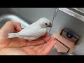 飼い主の手の中で水浴びする文鳥アルちゃん【java sparrow】