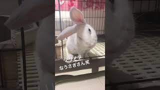 鼻ピクピクうさちゃん#うさぎ#うさぎのいる暮らし