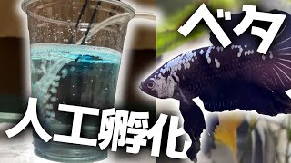 ベタが産まれた！｜48日目までの成長記録｜アクアリウム