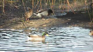 Peaceful Ducks Preening by the Lake