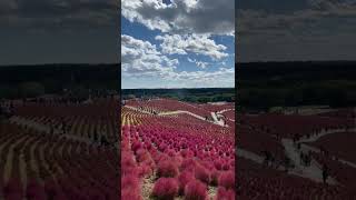 Kochia Carnival at Hitachinaka Seaside Park #japan #ibaraki #hitachi #japão #naturelovers #shorts