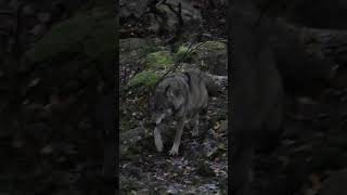 Wolf in Sweden