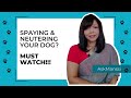 Spaying and Neutering - everything you need to know | Doggiliciouus | AskManssi on Karen Becker