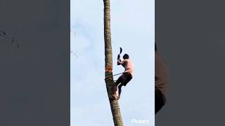 Coconut tree amazing cutting 🌴🏝#treecutting #coconut #ytshorts #trending #youtubeshorts #shorts