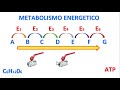 la chimica facile lezione 14 il metabolismo energetico