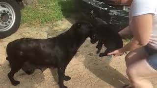 Momma Dog Thanks Rescuers In Sweetest Way After Puppy Gets Stuck In Wheel1