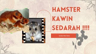 Menjodohkan Hamster Sedarah❗Emang Boleh ?