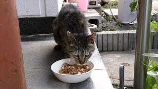 【地域猫】通院後10日でご飯を食べなくなってしまう団子隊員を病院に連れて行きました。【魚くれくれ野良猫製作委員会】