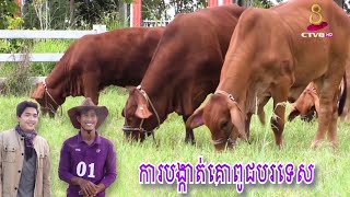 ការបង្កាត់គោពូជពិសេសៗបែបសិប្បនិម្មិតនៅកសិដ្ឋានi7