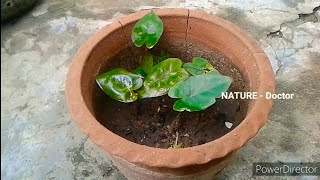 1st Video of 2021 How To Grow Colocasia Esculenta (Taro Hawaiian Punch) In Pots | Easy To Way