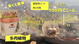 小さな庭【多肉植物】寒さ対策！簡単、安い！100円！農業用ビニールで手作りビニールハウス！ #ichienancharakanchara