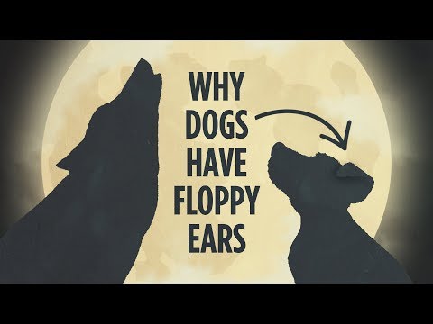 Why Dogs Have Floppy Ears: An Animated Tale Why Dogs Have Floppy Ears: An Animated Tale
