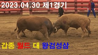 청도소싸움 2023.04.30 제1경기 갑종 월드 / 왕검성삼