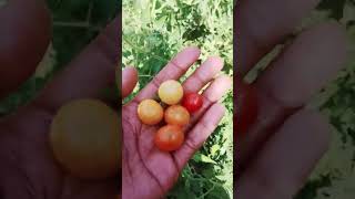 चेरी टमाटर ग्रो करने का सरल आसान तरीका #mk garden #viralvideo #tips #gardening #chehre tamatar 🙏🪴