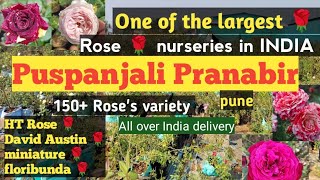 Puspanjali Pranabir Rose nursery pune गुलाब की सबसे बड़ी नर्सरी 150+ से ज्यादा किस्म के गुलाब