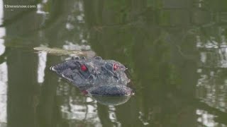 Fake alligator in Virginia Beach lake causes confusion