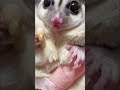 Cute sugar glider super loud eater