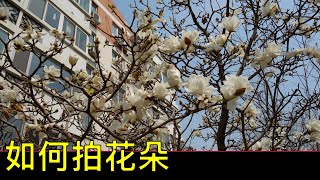 如何拍春天各种花,距离要近,拍樱花,Spring, cherry blossom,sony rx100,footage