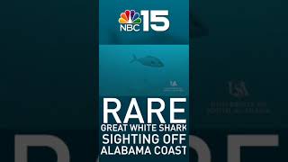 NOT SO CLOSE! Rare Great White Shark sighting off Alabama coast - NBC 15 WPMI