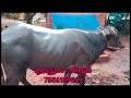 പോത്ത് വില്പനക്ക് മലപ്പുറം buffalo for sale buffalo tech and vlogs