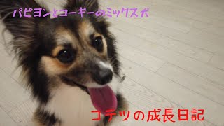 【パピヨンとコーギーのミックス犬】楽しく遊ぶ愛犬　dog having fun