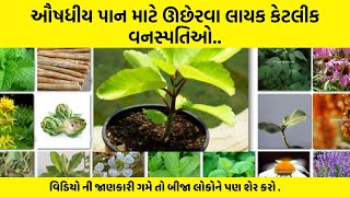 ઔષધીય પાન માટે ઊછેરવા લાયક કેટલીક વનસ્પતિઓ..