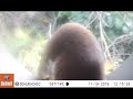 weasel mustela nivalis caught on camera trap.