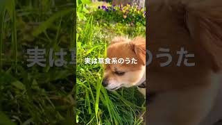 実は胃の調子悪いうた