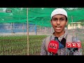 প্রথমবারের মতো টিউলিপের চাষ বাংলাদেশে tulip cultivation in bangladesh panchagarh somoy tv