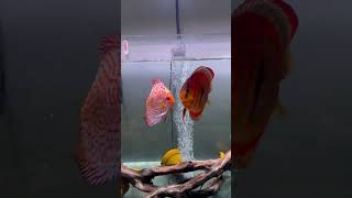 Feeding Beautiful Discus Fish!