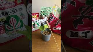 【植物屋の見習い】コバエ対策#植物 #shorts #howto #コバエ