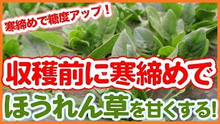 家庭菜園や農園で冬のほうれん草栽培は寒締めで糖度アップ！収穫前にほうれん草を甘くする方法を徹底解説！【農園ライフ】