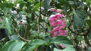 神代植物園  大温室