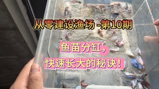 从零建设渔场第10期，给泰国斗鱼苗分缸了