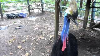 餌を食べるカソワリ（ヒクイドリ）inジャカルタ Cassowary in Jakarta