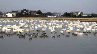 白鳥飛来の地　2011.1.23　本埜村(印西市笠神)