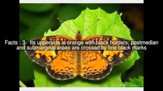 Pearl crescent Top  #5 Facts