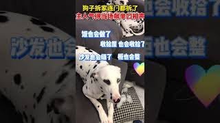 狗狗趁主人不在家，竟把傢门都拆了，主人回來后崩溃了。#shorts #動物