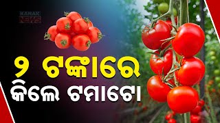 Tomato Cut-Price Sell In Odisha: Farmers Struggle Due To Lack Of Cold Storage, Prices Drop