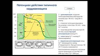 Киреева А.Ю. \