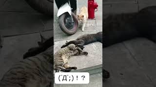 Cheating Cat  浮気がバレた猫   #shorts