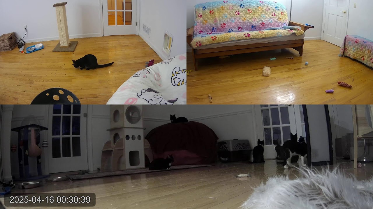 Kitten Academy Live Stream Youtube